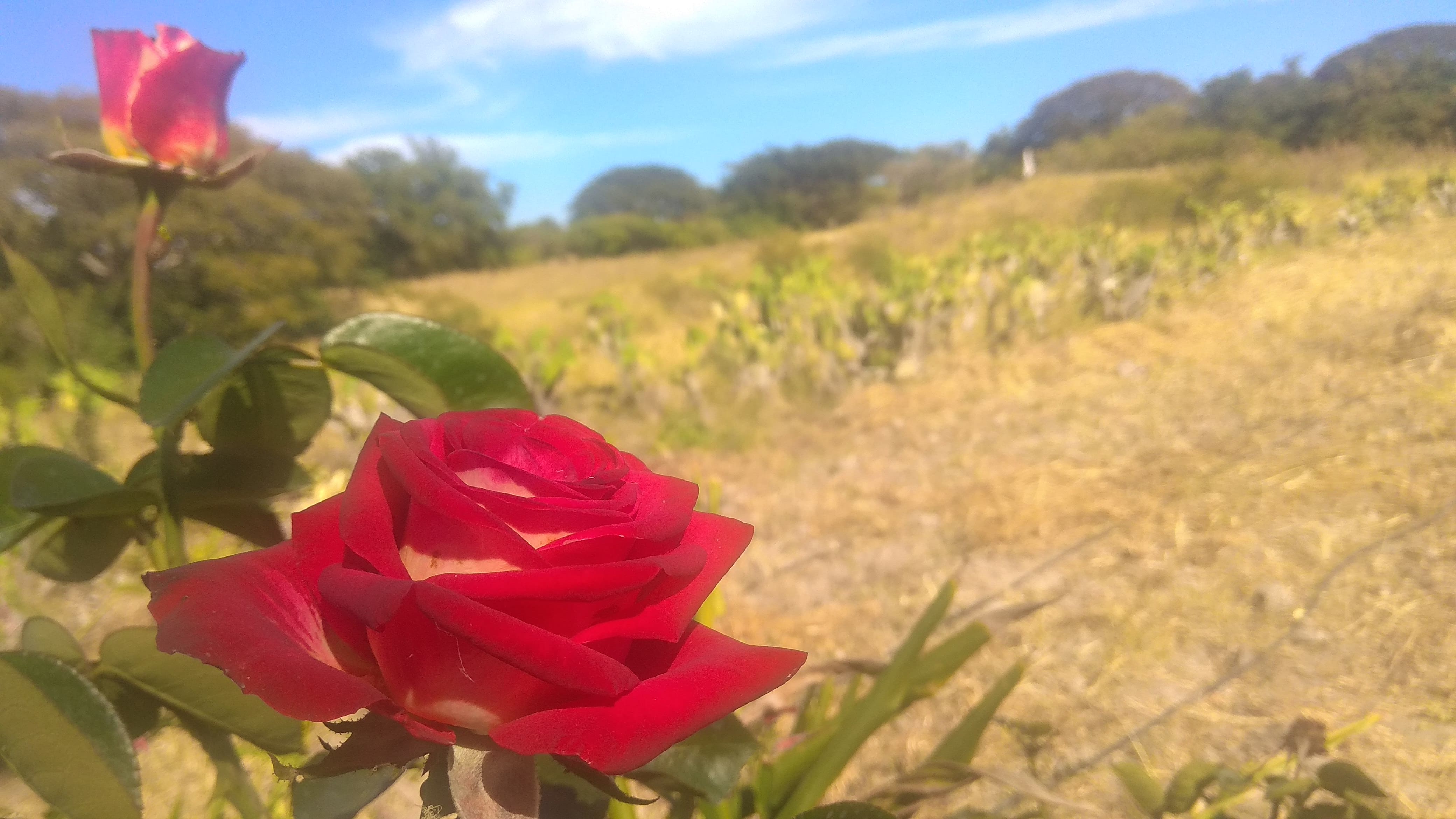 una rosa que tome en el campo